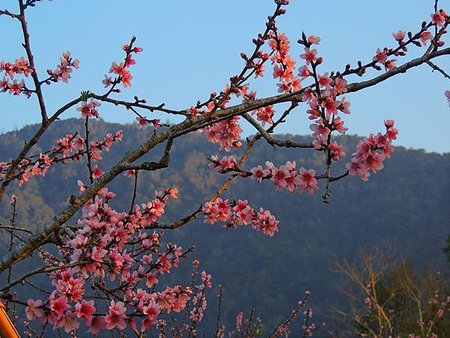 「光漫」之桃花舞春風（一）