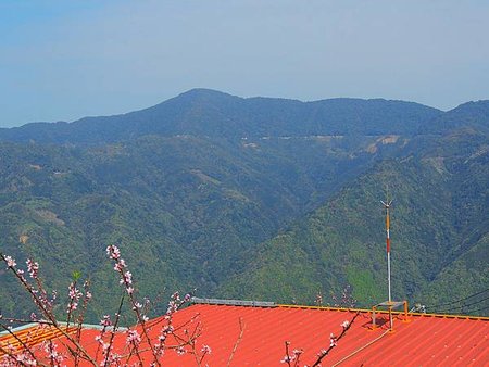 今秋最動人的燦黃—馬美部落萬里山園甜柿情