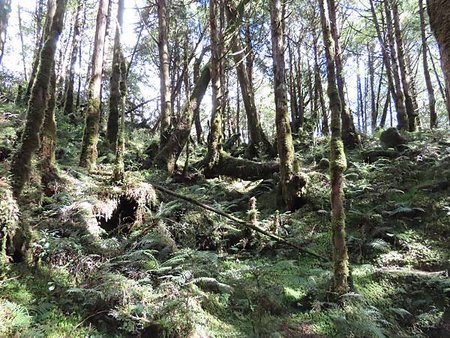 冬遊太平山（二）寂靜山徑