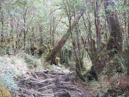 冬遊太平山（二）寂靜山徑