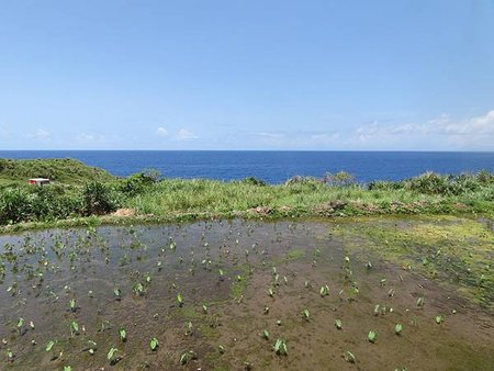 蘭嶼徒步環島系列（二）部落觀察—芋頭篇