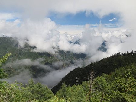 大雪山森林裡的「神鳥傳說」