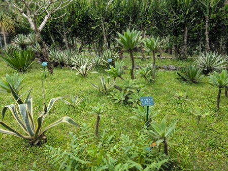 台北植物園遊記：都市叢林中的寧靜角落