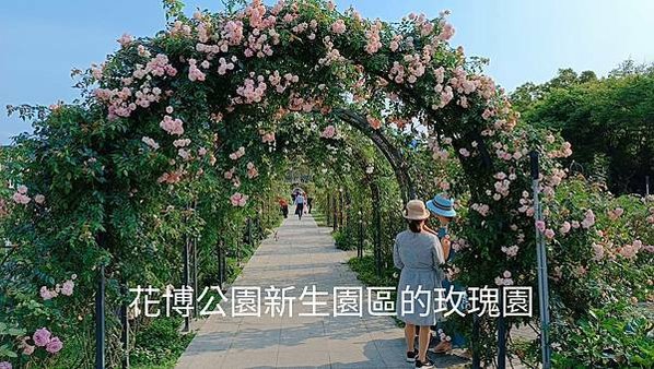 。小吳植物園 - 21蘭科4月 - 14綬草蘭花