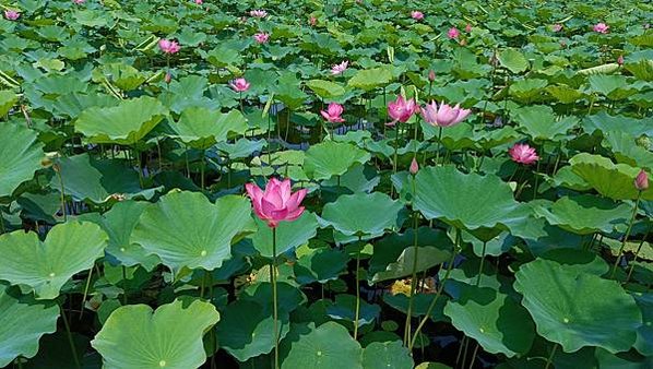 。小吳植物園-蓮科-蓮花荷花