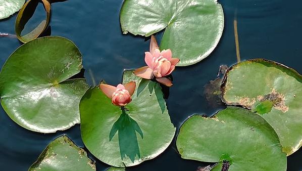 。小吳植物園-15蓮科-4午時睡蓮