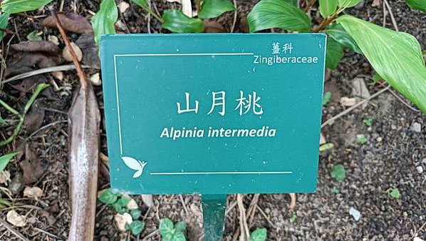 。小吳植物園-17薑科-4山月桃