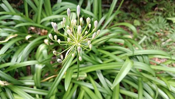 。小吳植物園-5石蒜科-6早花百子蓮