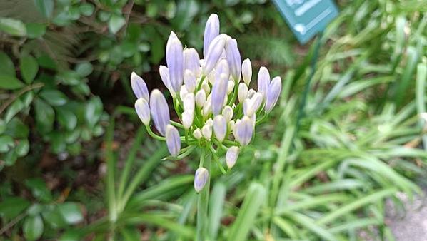 。小吳植物園-5石蒜科-6早花百子蓮