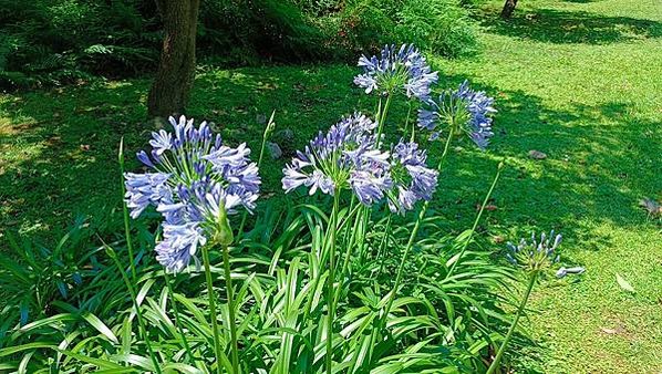 。小吳植物園-5石蒜科-6早花百子蓮