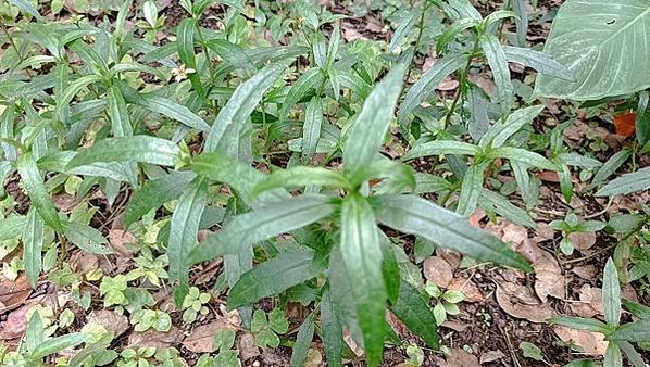 。小吳植物園-12菊科-18蟛蜞菊