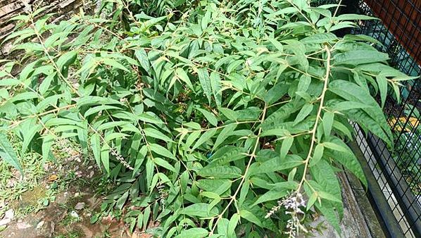 。小吳植物園-5玄參科-22彎花醉魚木