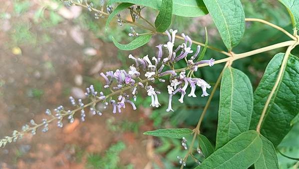 。小吳植物園-5玄參科-22彎花醉魚木