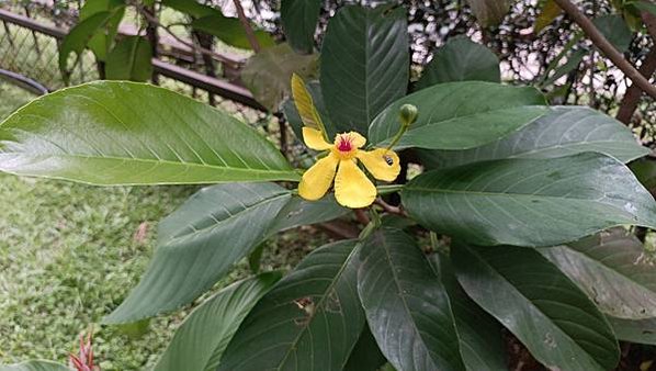 。小吳植物園-11第倫桃科-17翼柄第倫桃