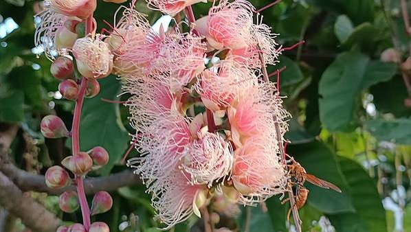 。小吳植物園-5玉蕊科-17穗花棋盤腳