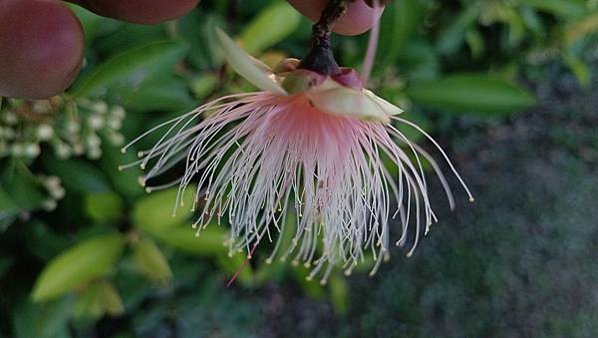 。小吳植物園-5玉蕊科-17穗花棋盤腳