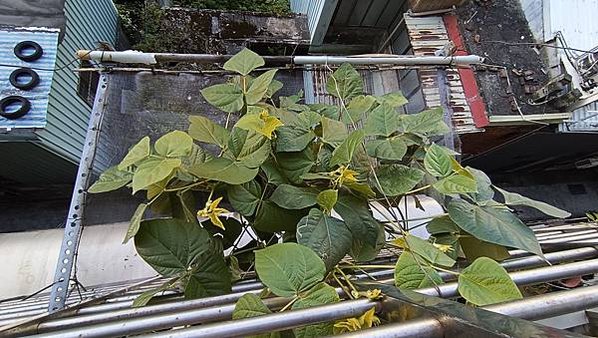 。小吳植物園-7豆科-14綠豆