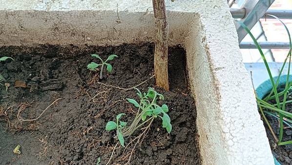 。小吳植物園-7豆科-14綠豆