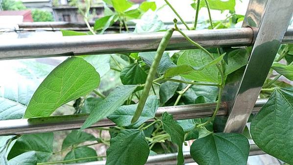 。小吳植物園-7豆科-14綠豆