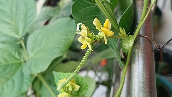 。小吳植物園-7豆科-14綠豆