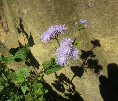 1030125桃119縣道_紫花藿香薊.jpg