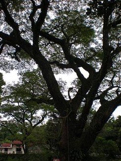 溝坪國小 (38).jpg