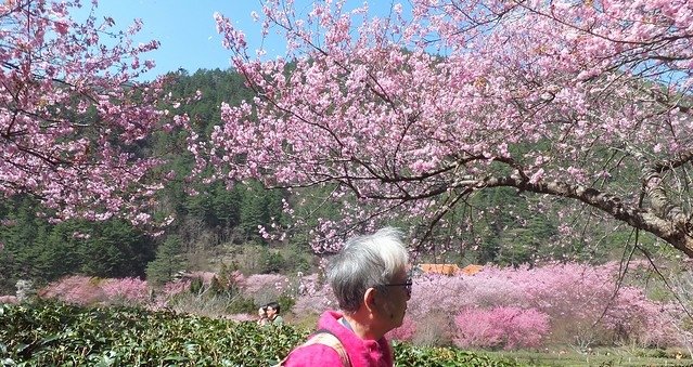 武陵農場櫻花金鳳拍1 (2)