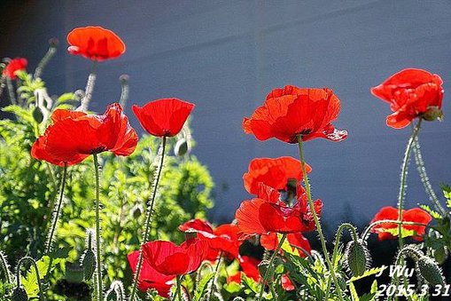 front yard poppy (25).JPG