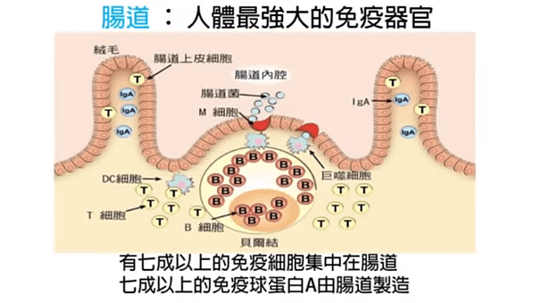 艾多美益生菌 艾多美益生菌PTT 艾多美益生菌減肥 艾多美益生菌功用