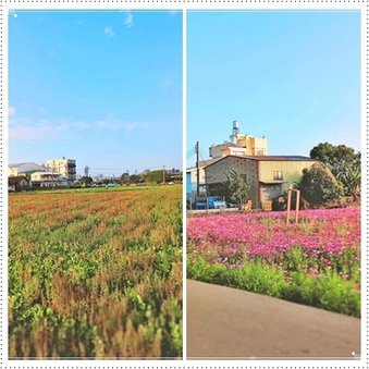 2024看花/賞花/波斯菊花田景點~台中大里夏田路附近