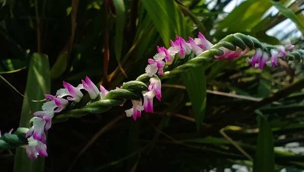 。小吳植物園 - 21蘭科4月 - 14綬草蘭花