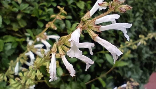 。小吳植物園-10唇形科-5田代氏鼠尾草