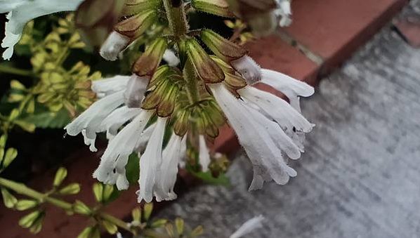 。小吳植物園-10唇形科-5田代氏鼠尾草