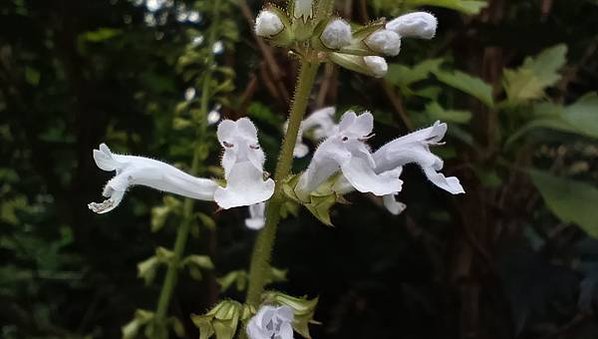 。小吳植物園-10唇形科-5田代氏鼠尾草