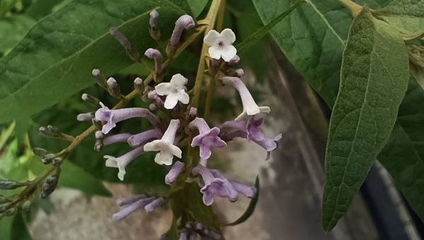 。小吳植物園-5玄參科-22彎花醉魚木