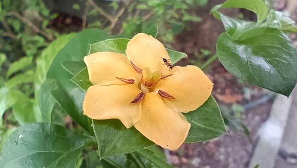 。小吳植物園-10茜草科-14對面花