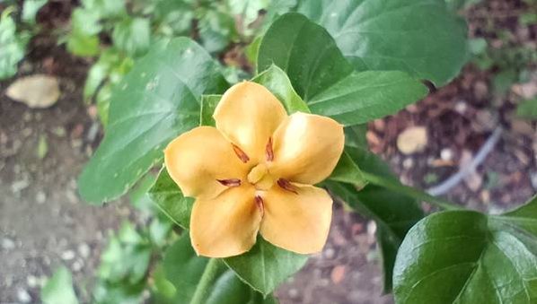 。小吳植物園-10茜草科-14對面花