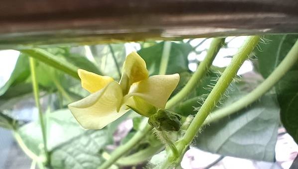 。小吳植物園-7豆科-14綠豆