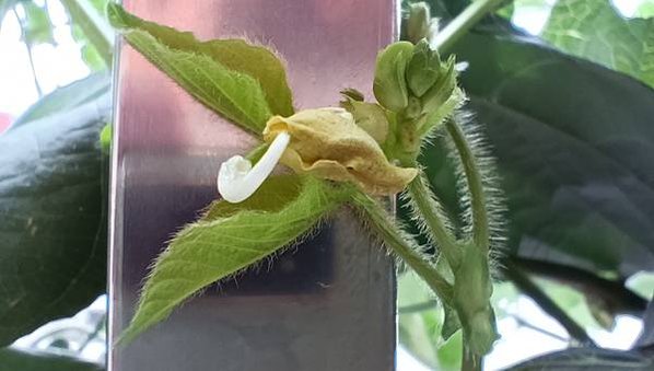 。小吳植物園-7豆科-14綠豆