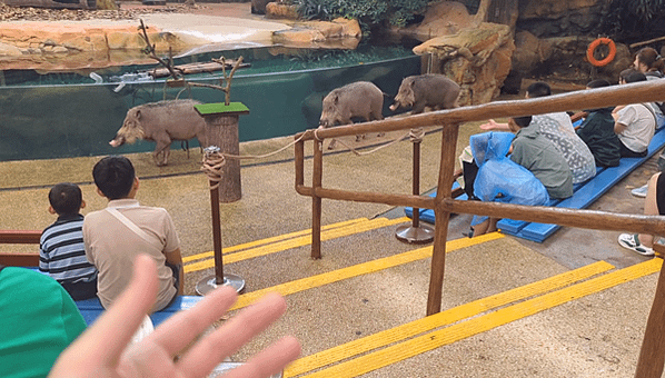 新加坡六天五夜！超熱的七月跑一堆景點！星耀樟宜｜野生動物園｜