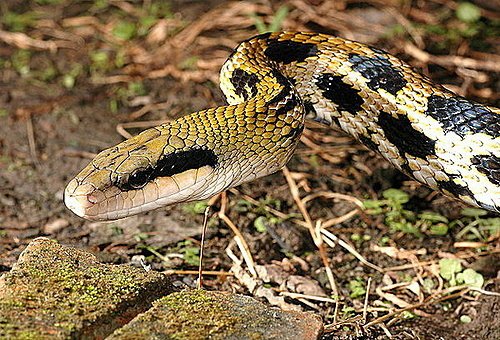 黑眉錦蛇是三級保育類動物「最美麗家蛇」稱號四大家蛇之一,眼睛