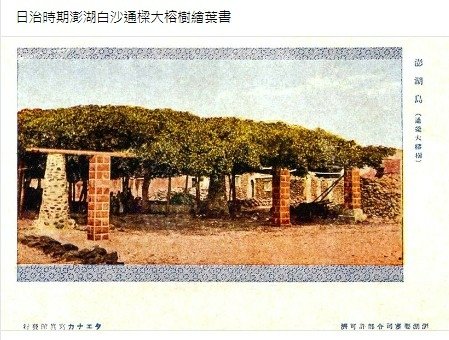 通樑古榕-澎湖最大神木有150-300歲以上的高齡/日治時期