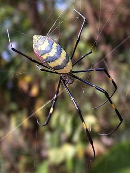 Female-nephila-clavata-dorsal-side