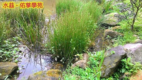 新竹市安親班-自然探索水中植物(4上自然)