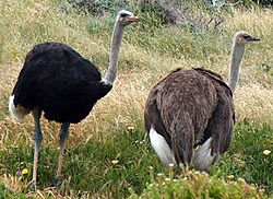 250px-Ostriches_cape_point_cropped_2.jpg