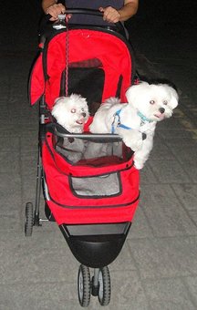 狗車2