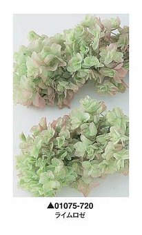 大地農園01075-720_繡球花哪裡買_繡球花介紹_永生花專賣_永生花推薦_愛意花坊-2022.jpg