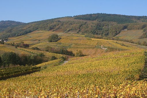 IMG_4424.JPG