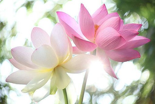 lotus-flowers-at-sunrise