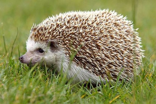 Hedgehogs-dreams-meaning.jpeg